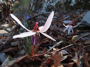 63 Erythronium dens-canis (Dente di cane)